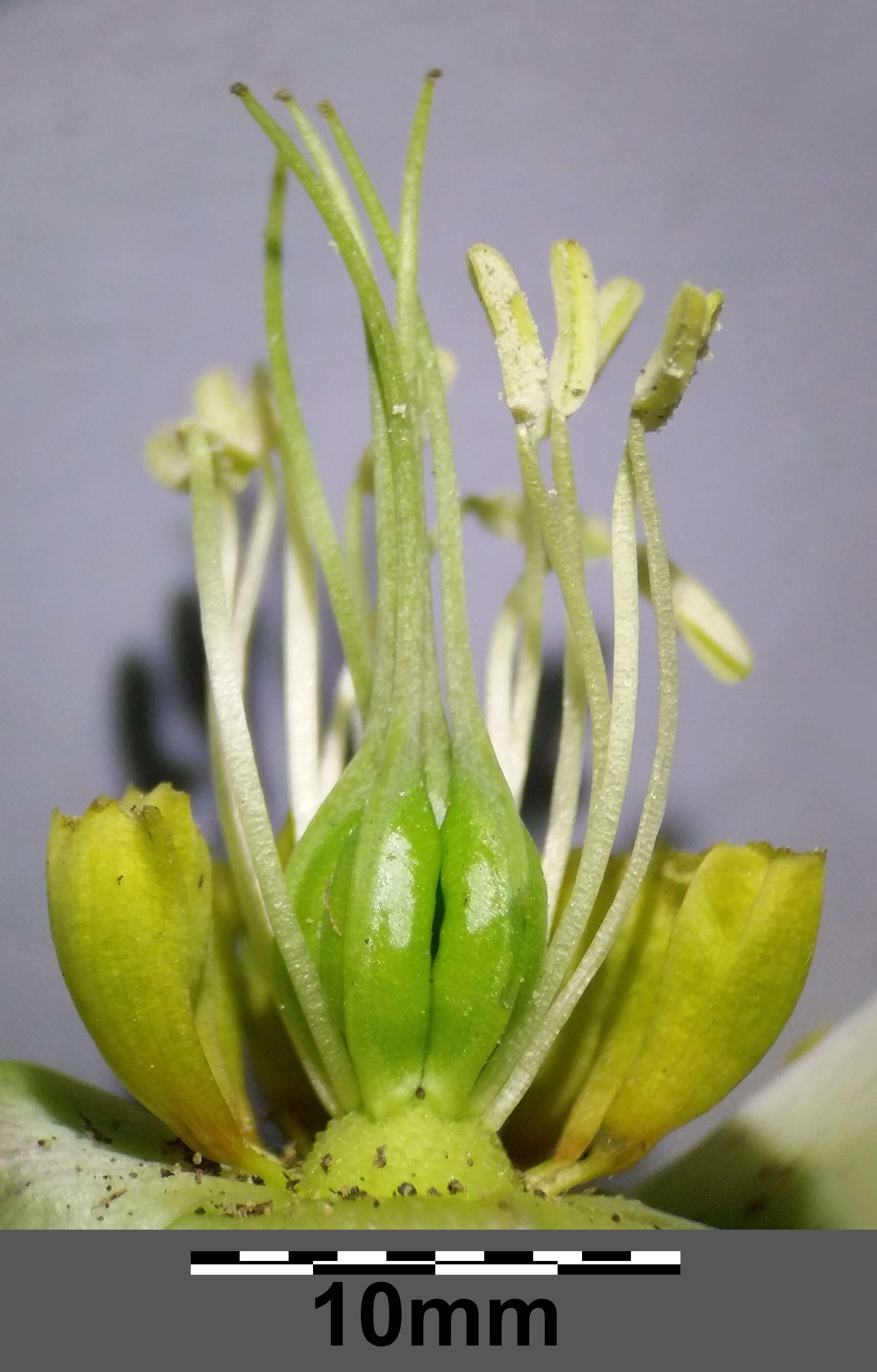 Image of lenten-rose