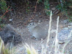 Image of Southern Mountain Cavy