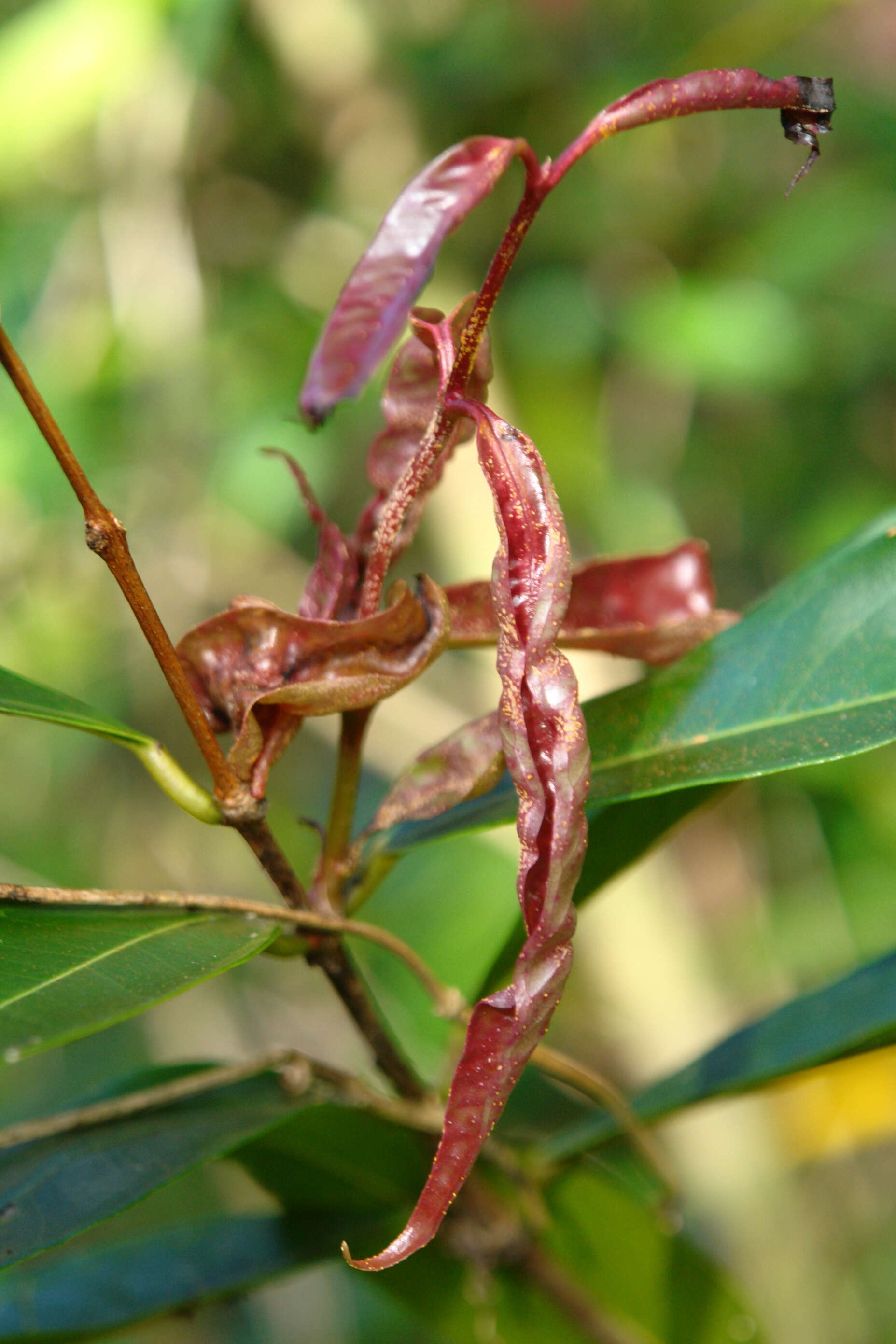 Image of Myrtle rust