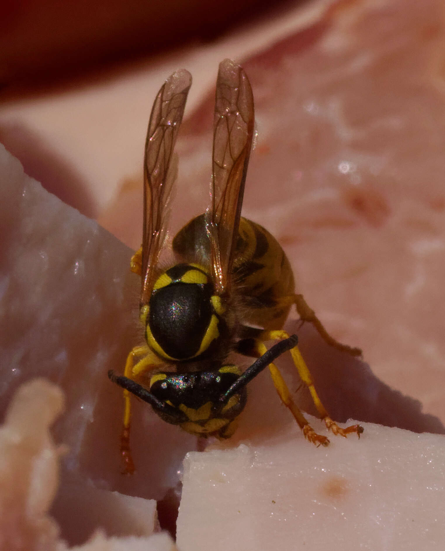 Image of Common wasp