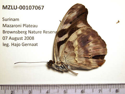 Imagem de Catonephele acontius Linnaeus 1771