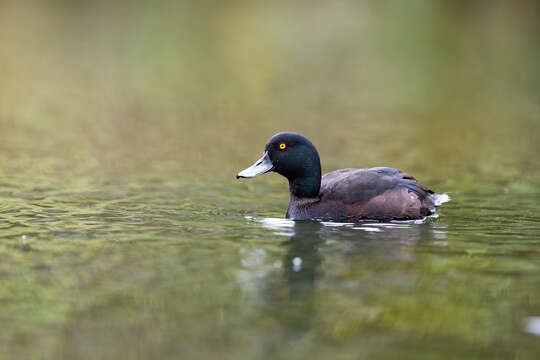 Image of New Zealand Scaup