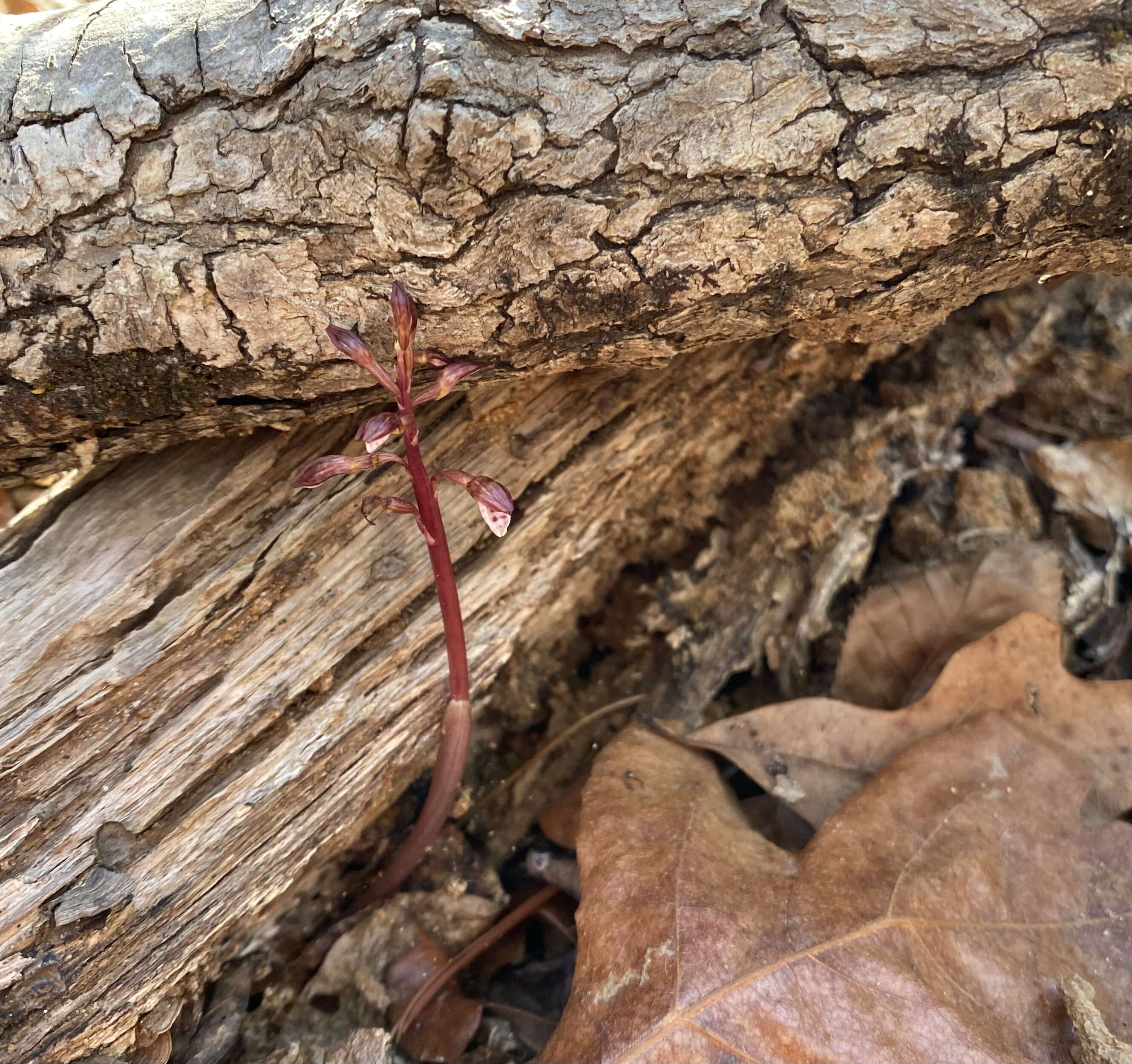 Image of Spring coralroot