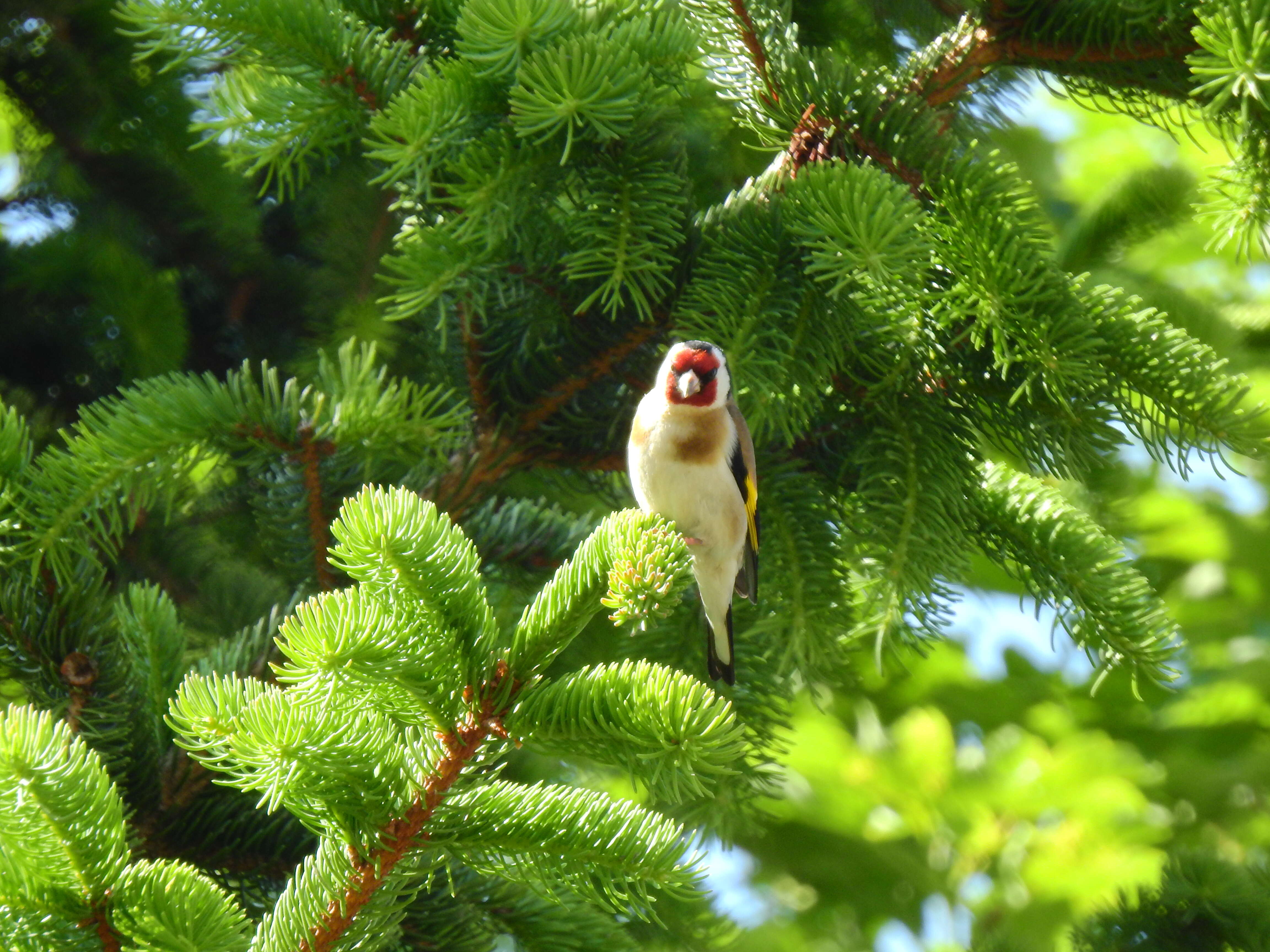 Image of European Goldfinch