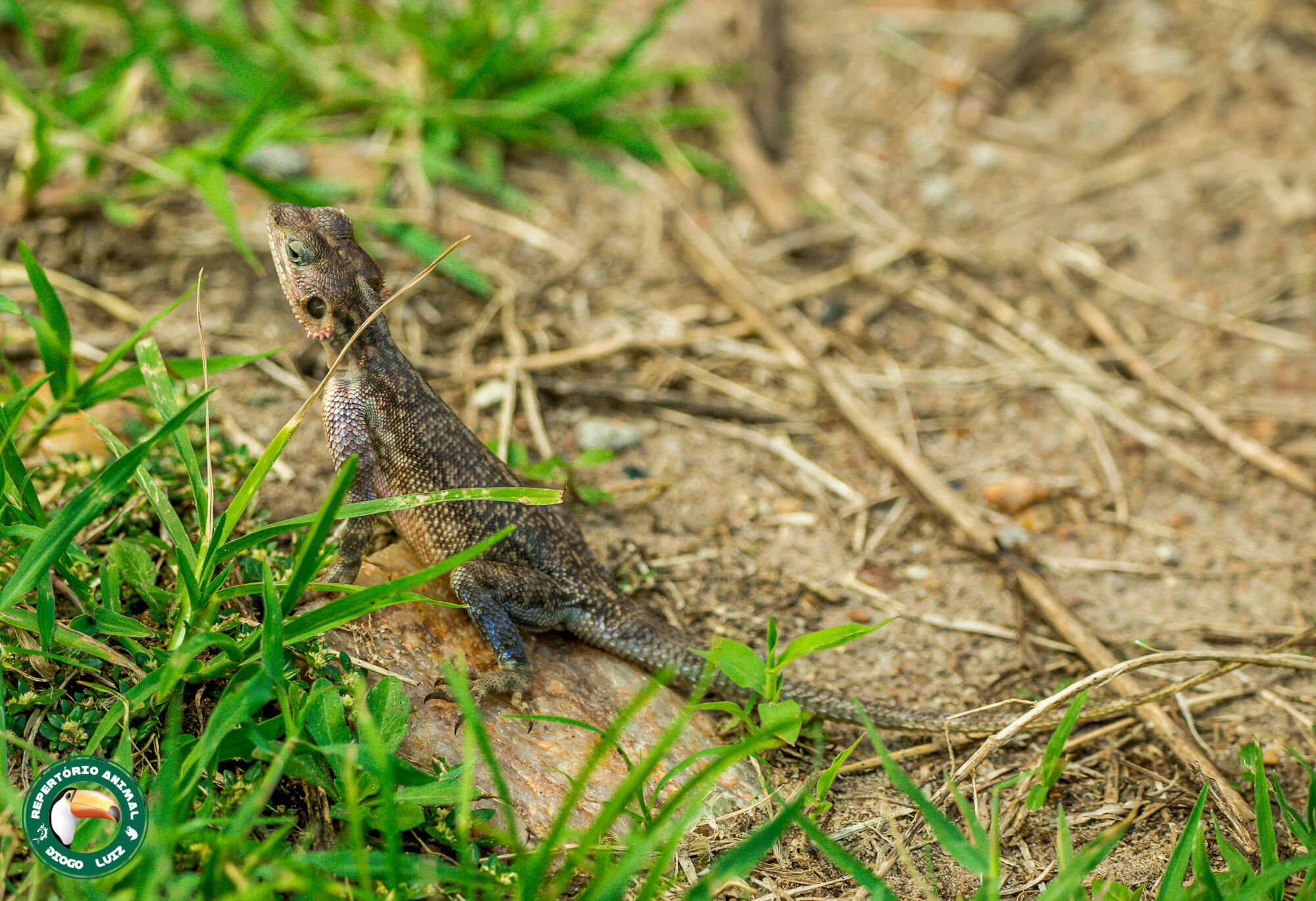 Image of Mwanza Flat-headed Rock Agama