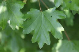 Image of Field Maple