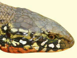 Image of spectacled tegus