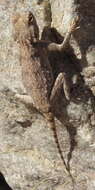 Image of Anchieta's Agama