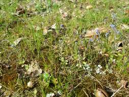 Image of strict forget-me-not