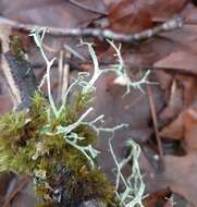 Image of farinose cartilage lichen