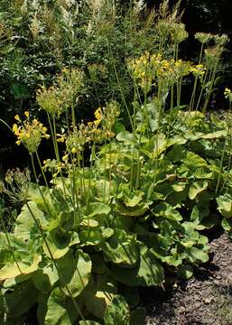 Image of Primula florindae Kingdon-Ward