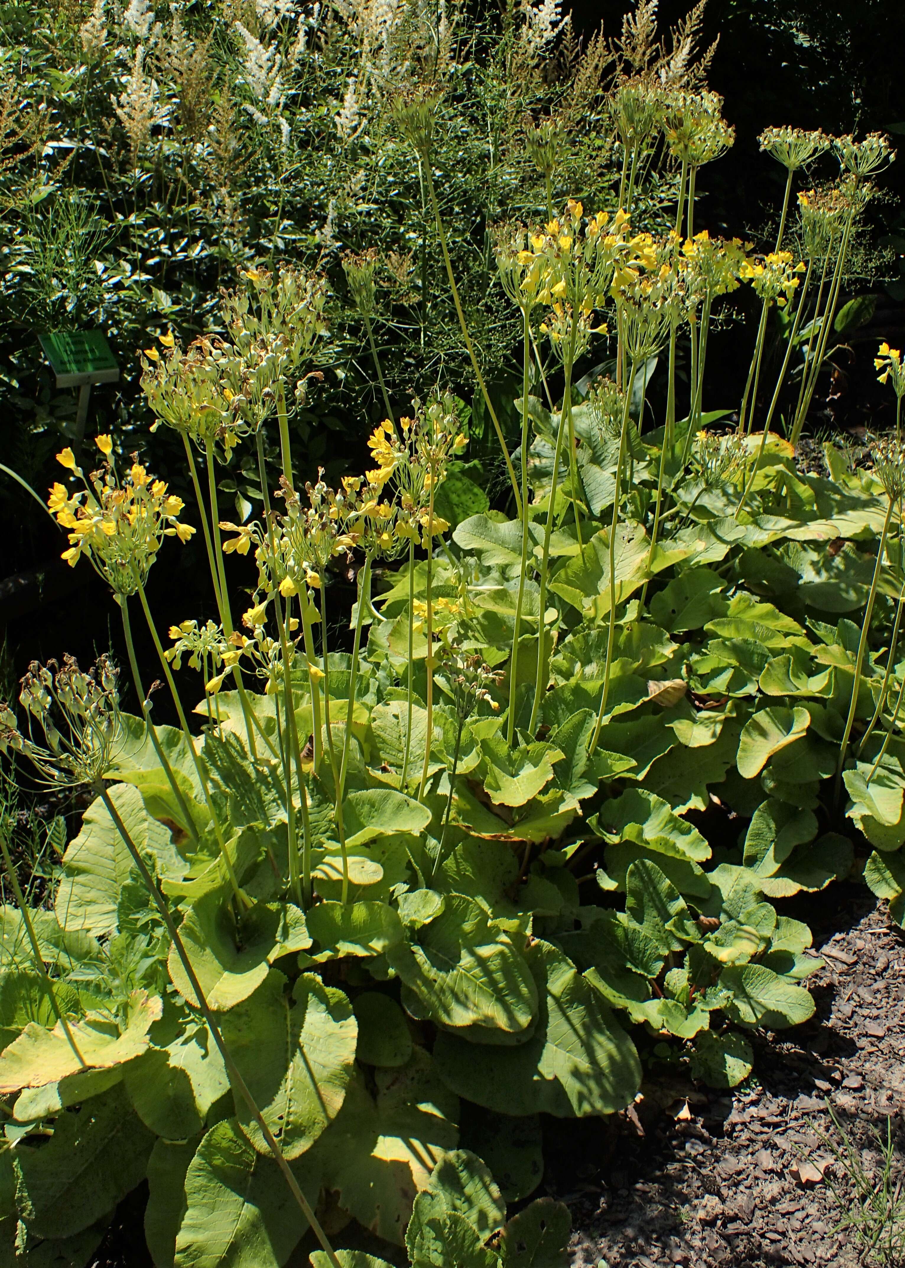 Image of Primula florindae Kingdon-Ward