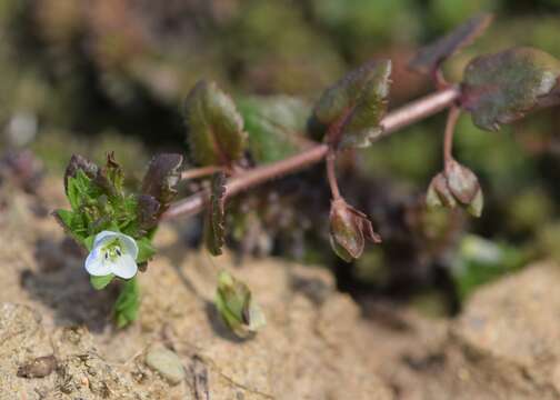 Image of Green field-speedwell