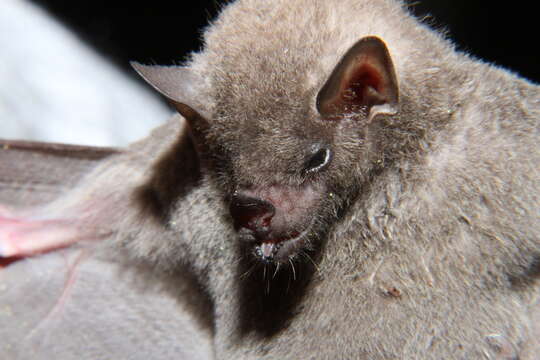 Image of Gray Long-tongued Bat