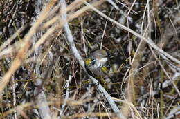 Image of Myrtle Warbler