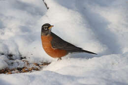 Image of American Robin