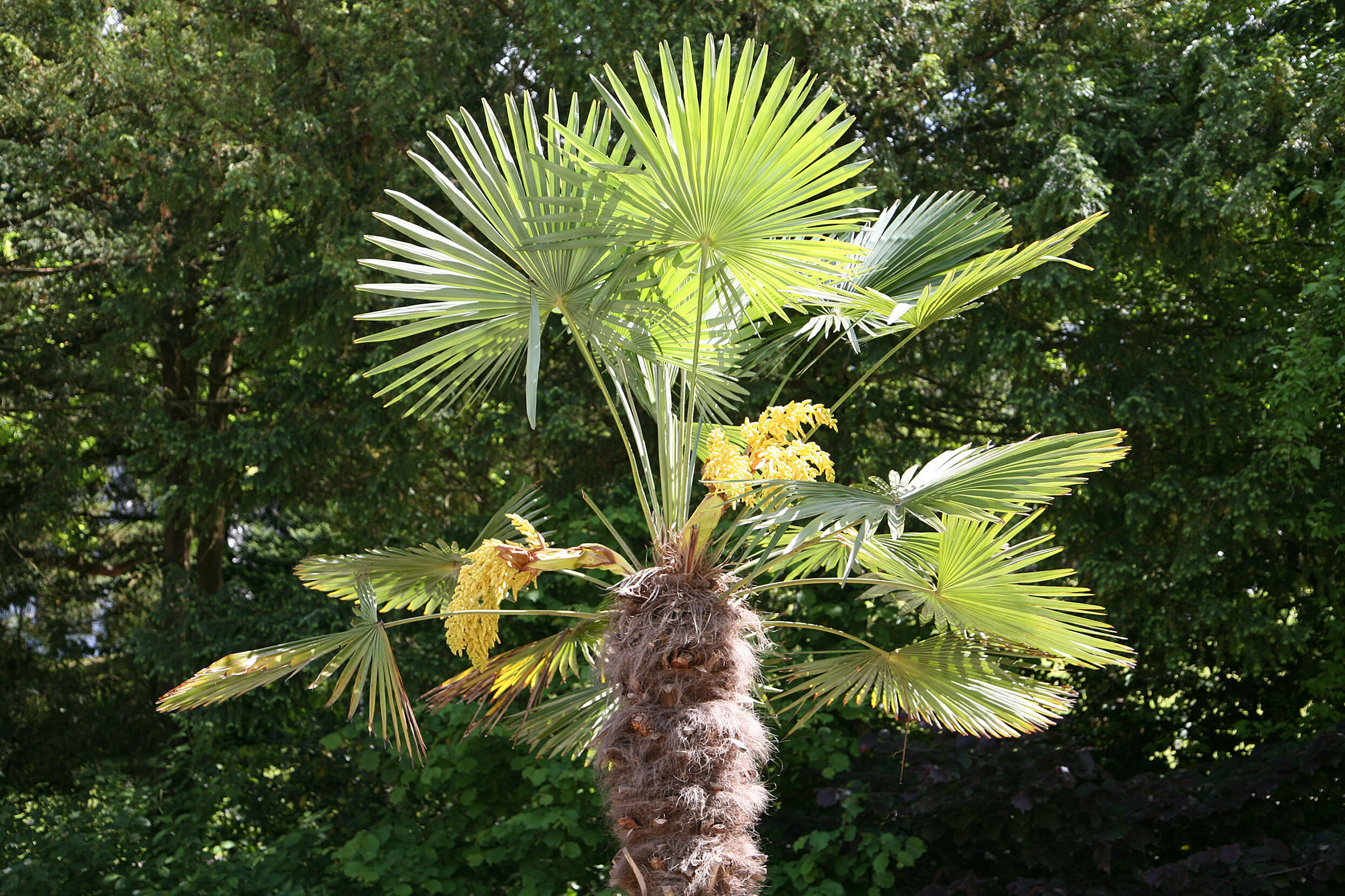 Image of Chinese windmill palm