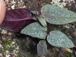 Pseuderanthemum variabile (R. Br.) Radlk. resmi