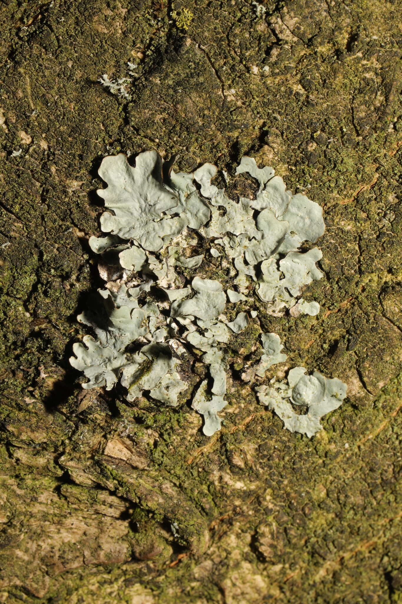 Image of Black stone flower