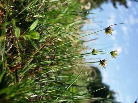 Image of dwarf rush