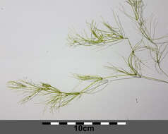 Image of Stonewort