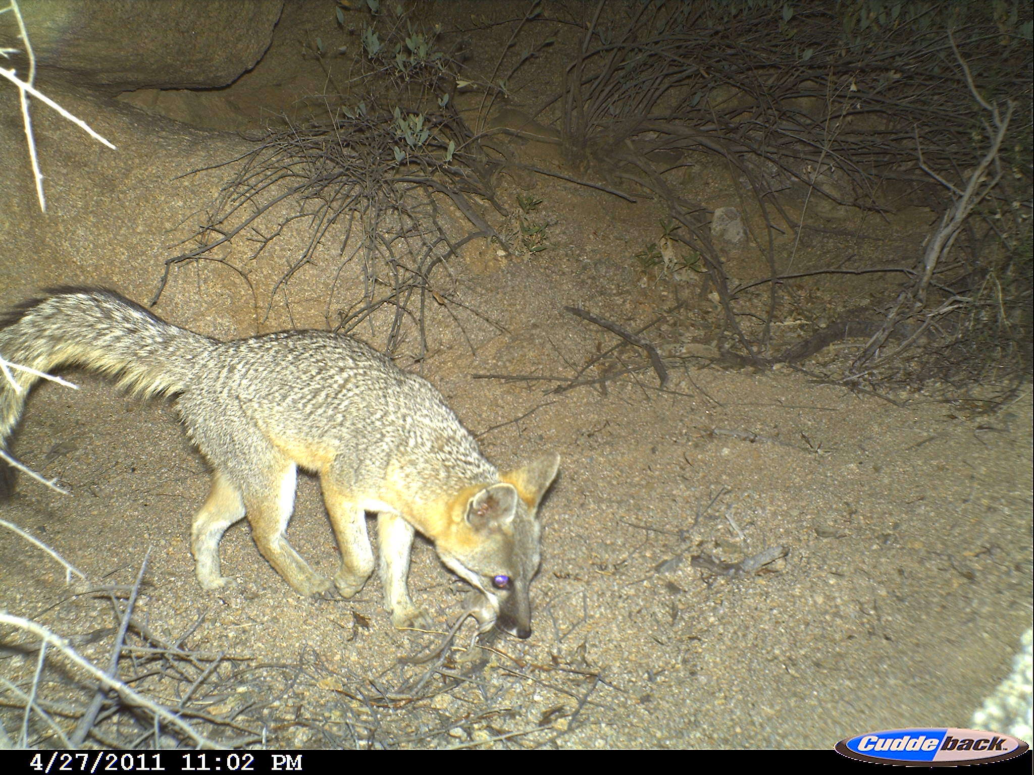 Image of Grey Foxes