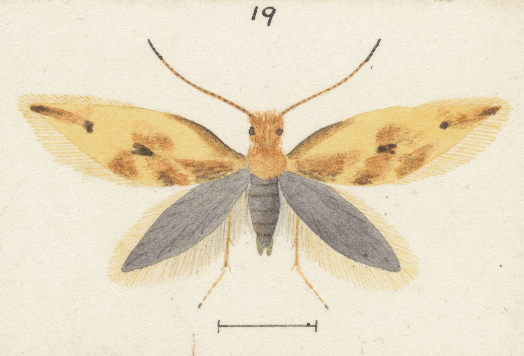 Imagem de Sabatinca caustica Meyrick 1912