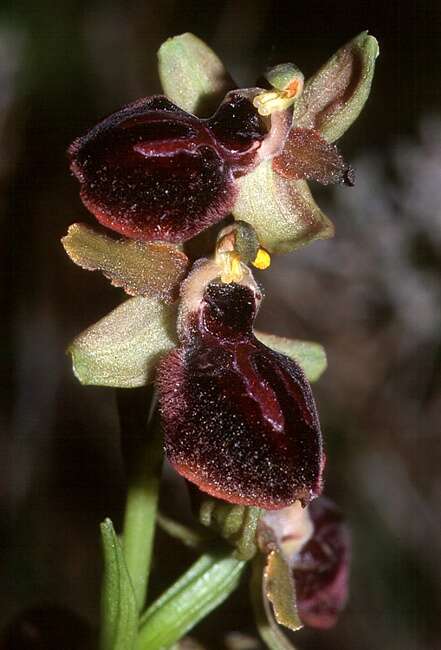 Image of Ophrys sphegodes subsp. passionis (Sennen) Sanz & Nuet