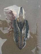 صورة Callorhinchus callorynchus (Linnaeus 1758)