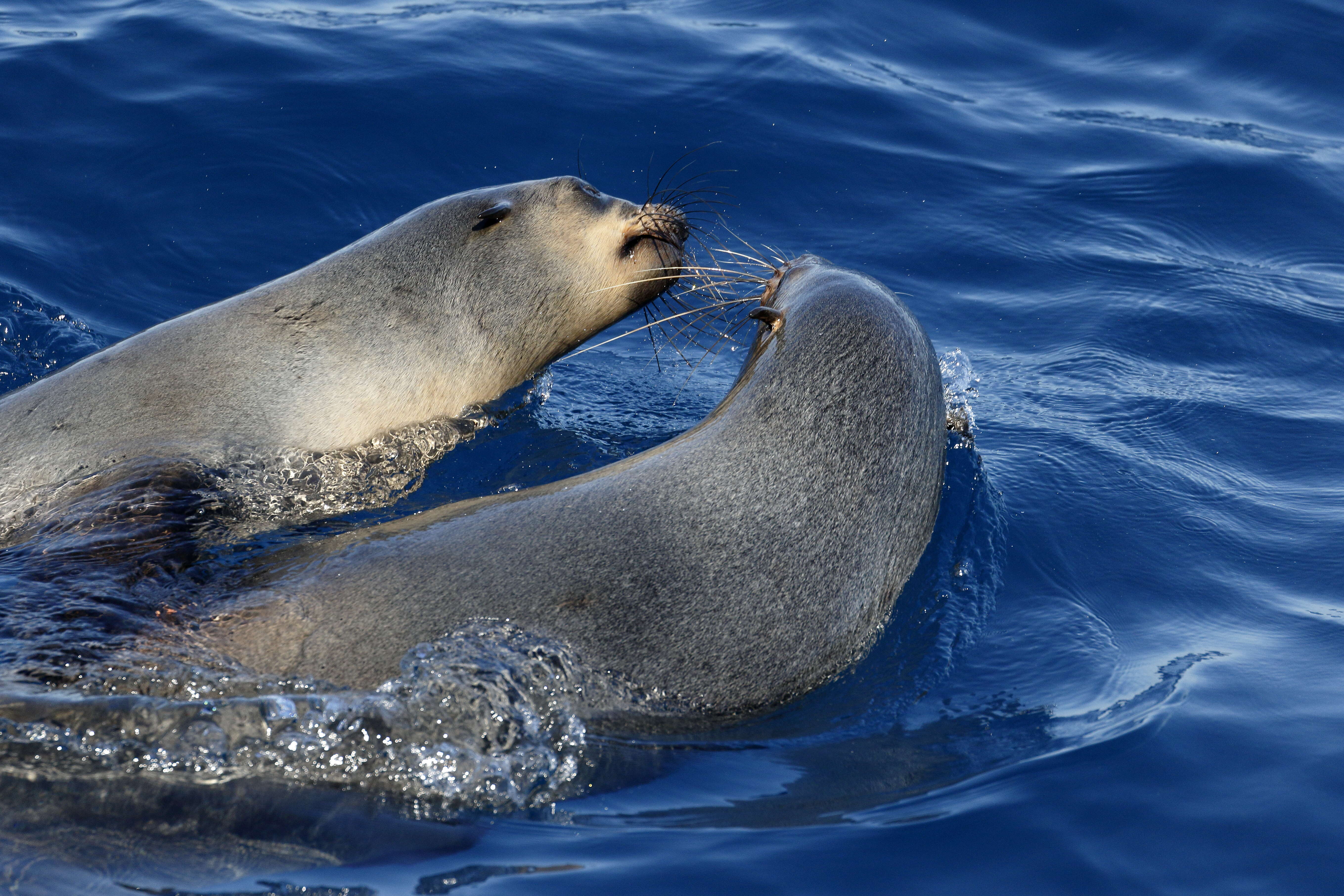 Image of Afro-Australian Fur Seal