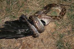 Image of Dumeril's Boa