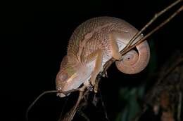 Image of Panther Chameleon