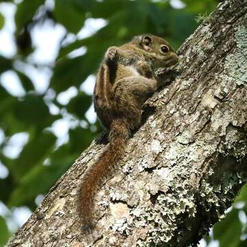 Image of Maritime Striped Squirrel