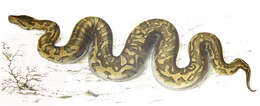 Image of Southern African Python