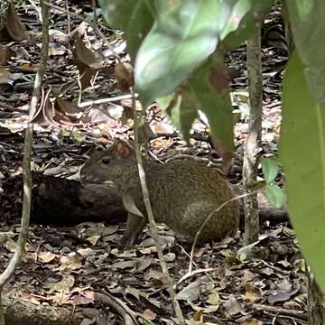 Image of Central American Agouti