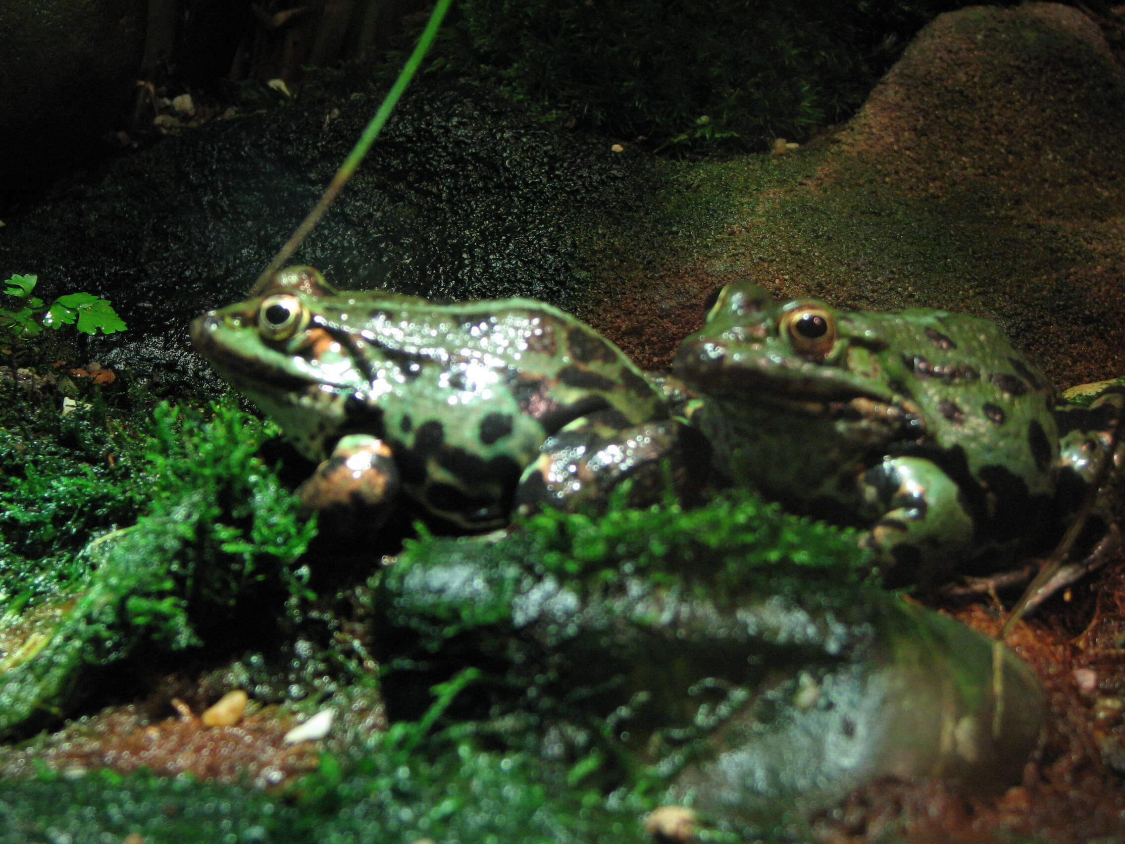 Image of Pelophylax esculentus