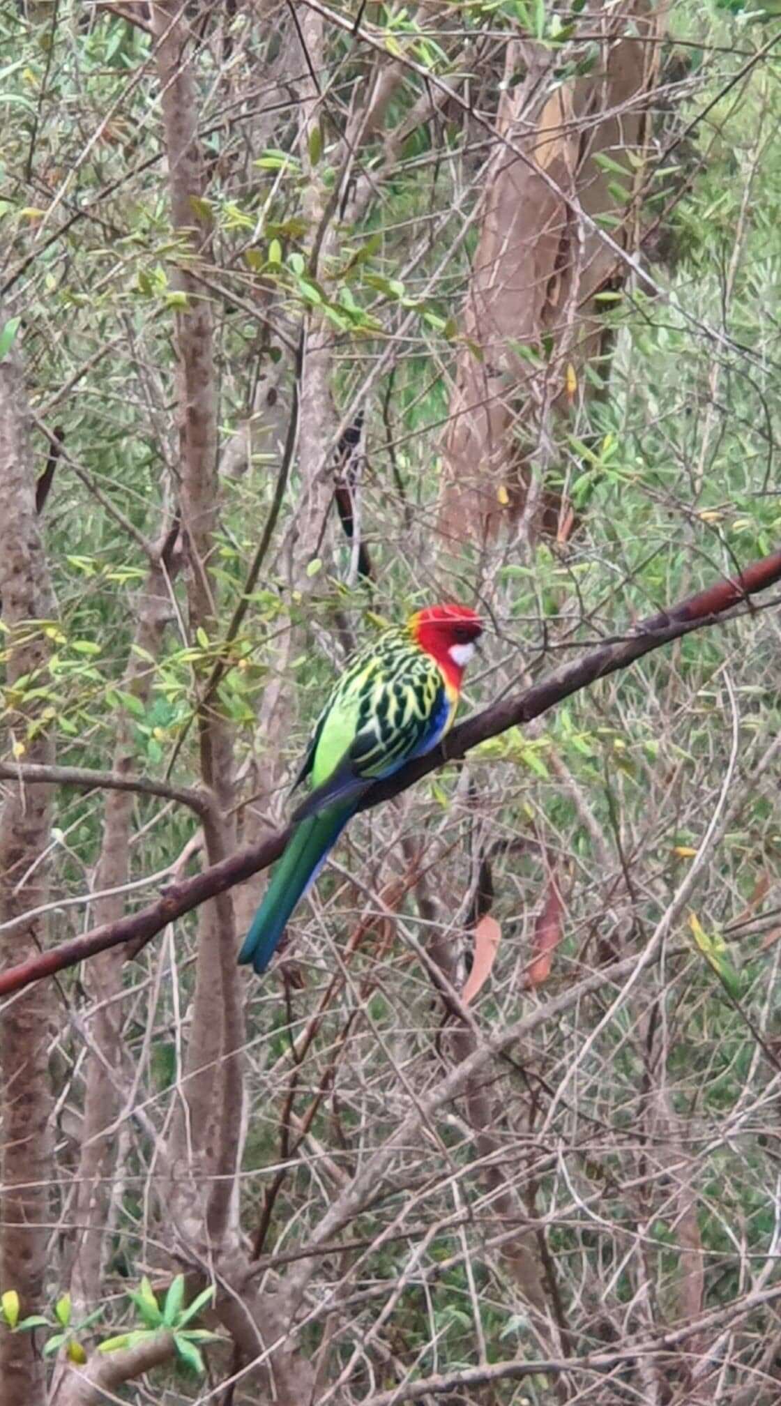 Image of Eastern Rosella