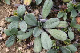 Image of Myosotis colensoi (Kirk) Macbr.