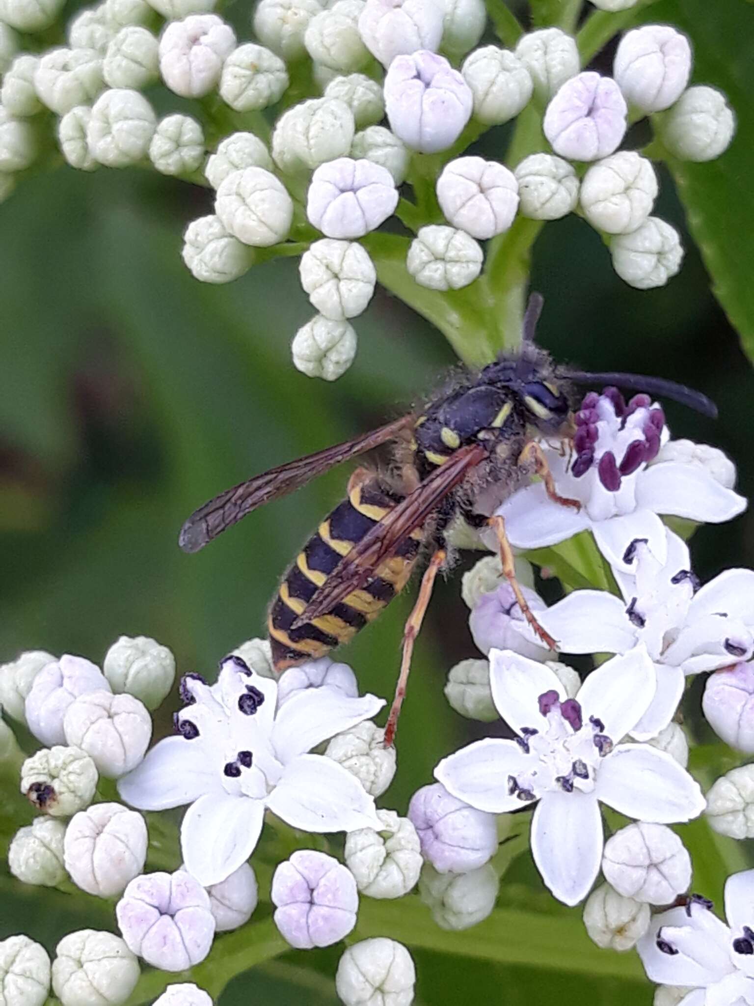 Image of Common wasp