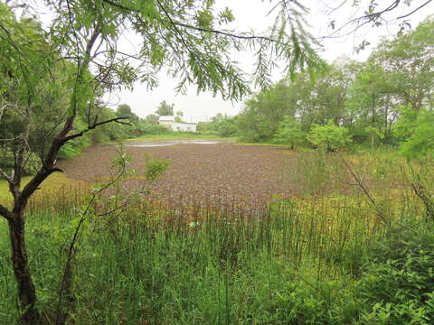 Image of Kariba-Weed