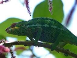 Image of Panther Chameleon