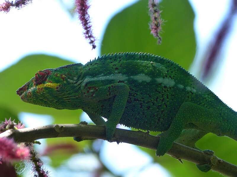 Image of Panther Chameleon