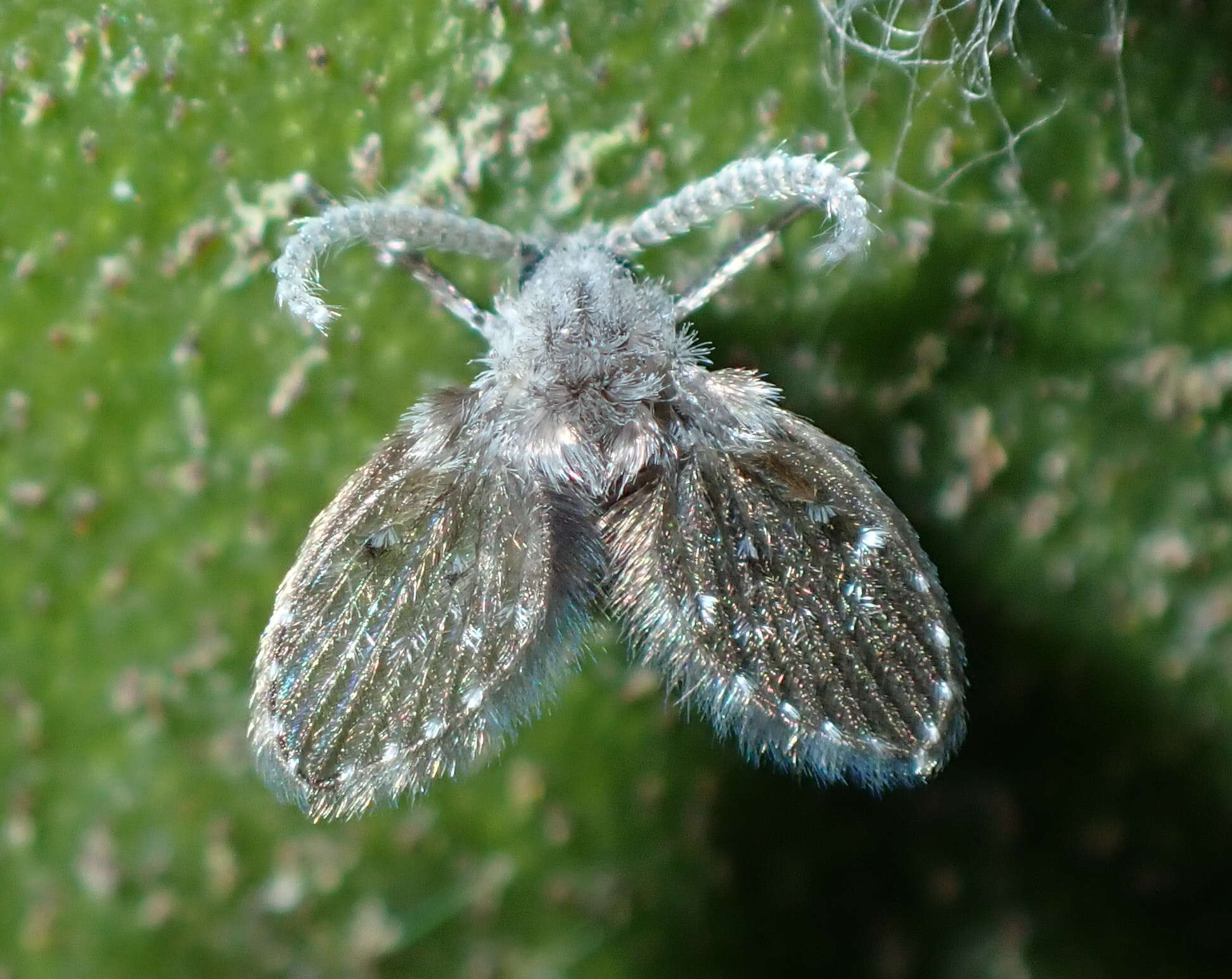 Image of Clogmia albipunctata