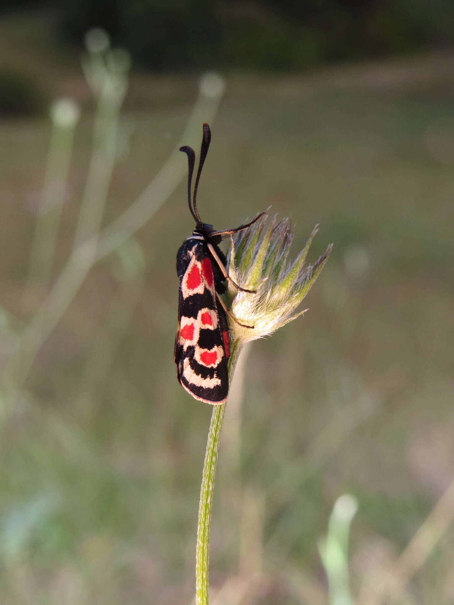 Plancia ëd Zygaena occitanica Villers 1789