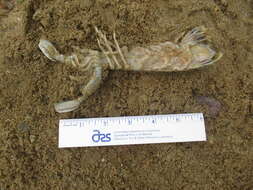 Image of mantis shrimp