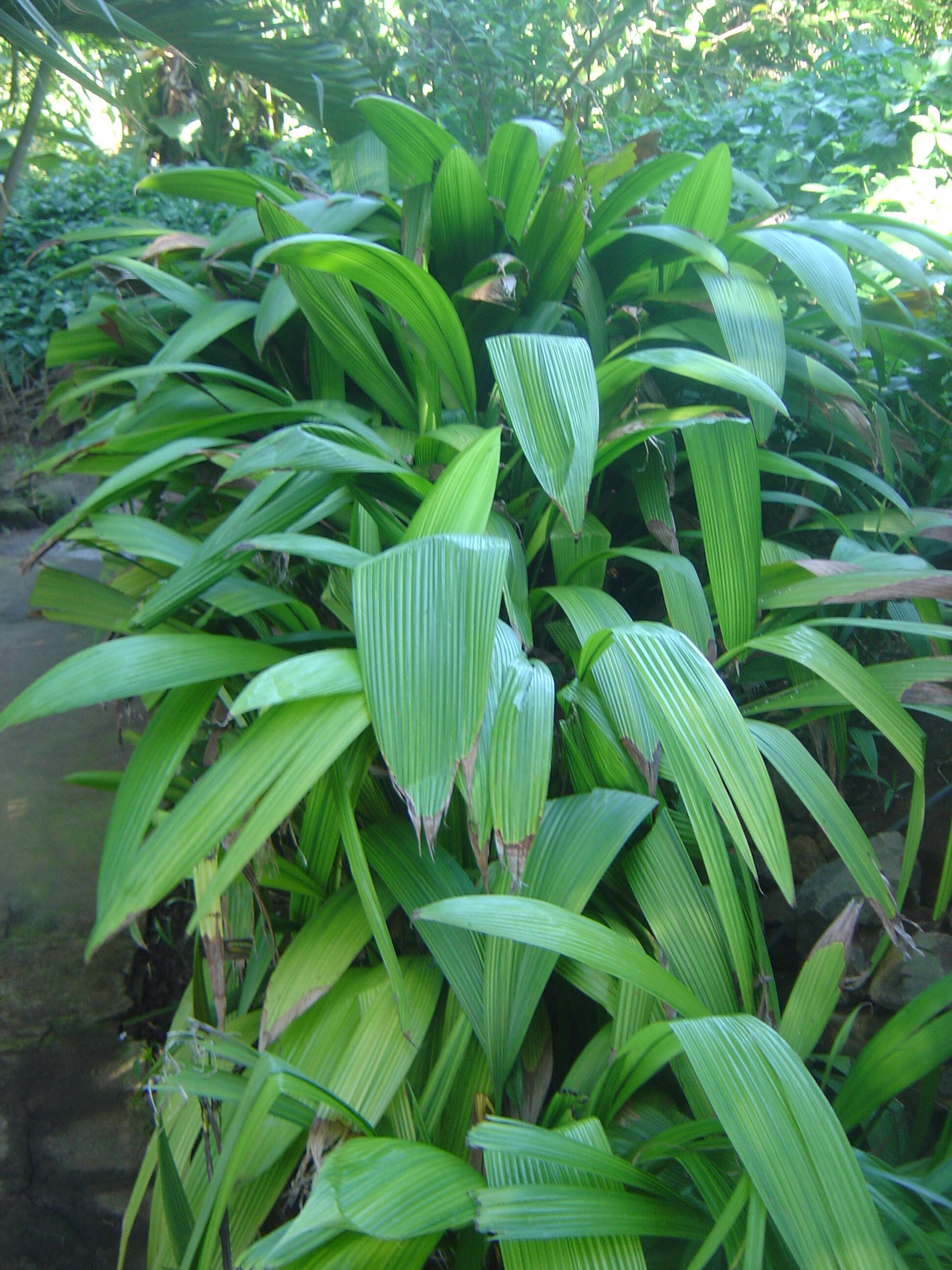 Image of Palm-Grass