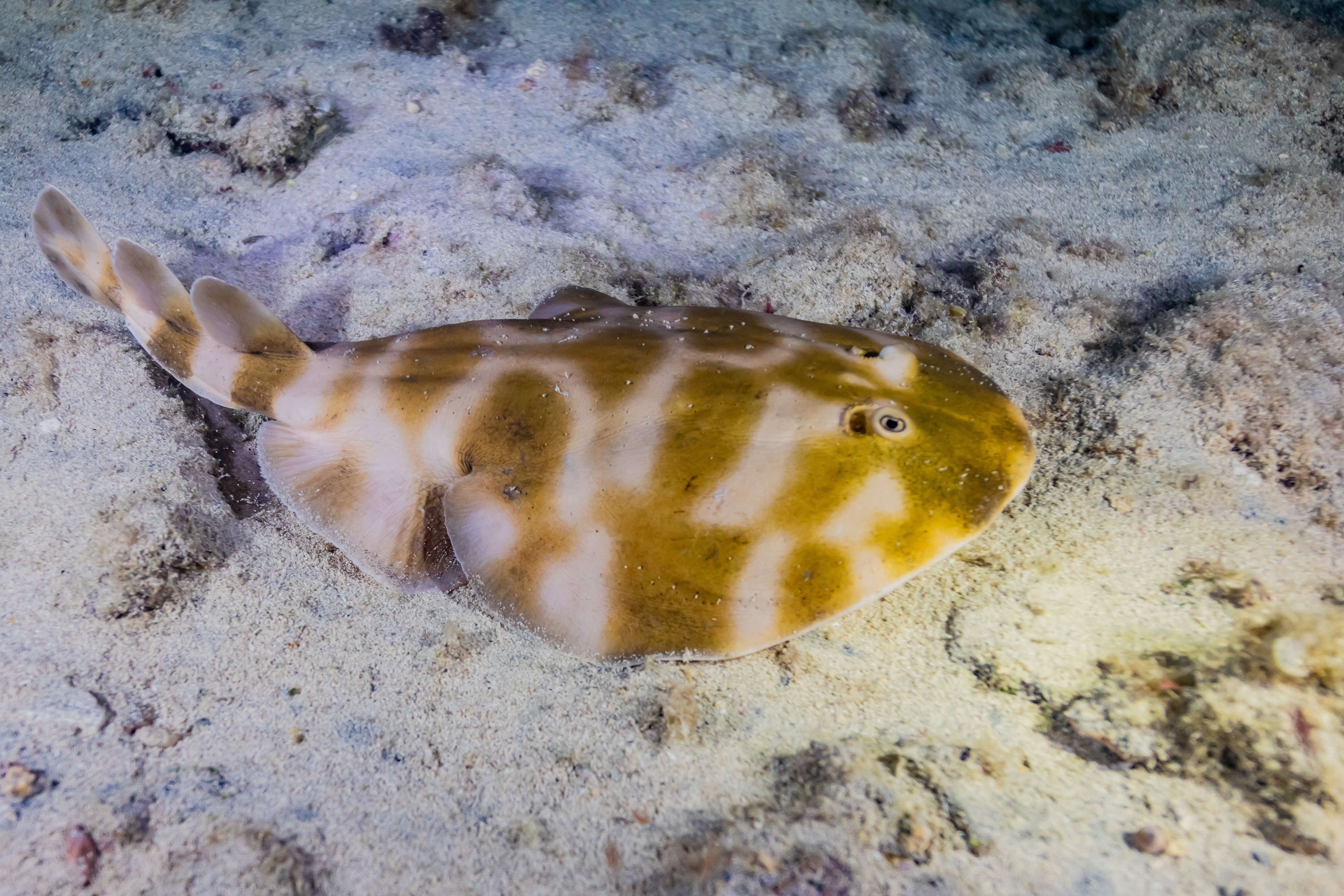 Image of Brazilian electric ray