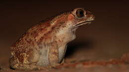 Image of Asian black-spined toad