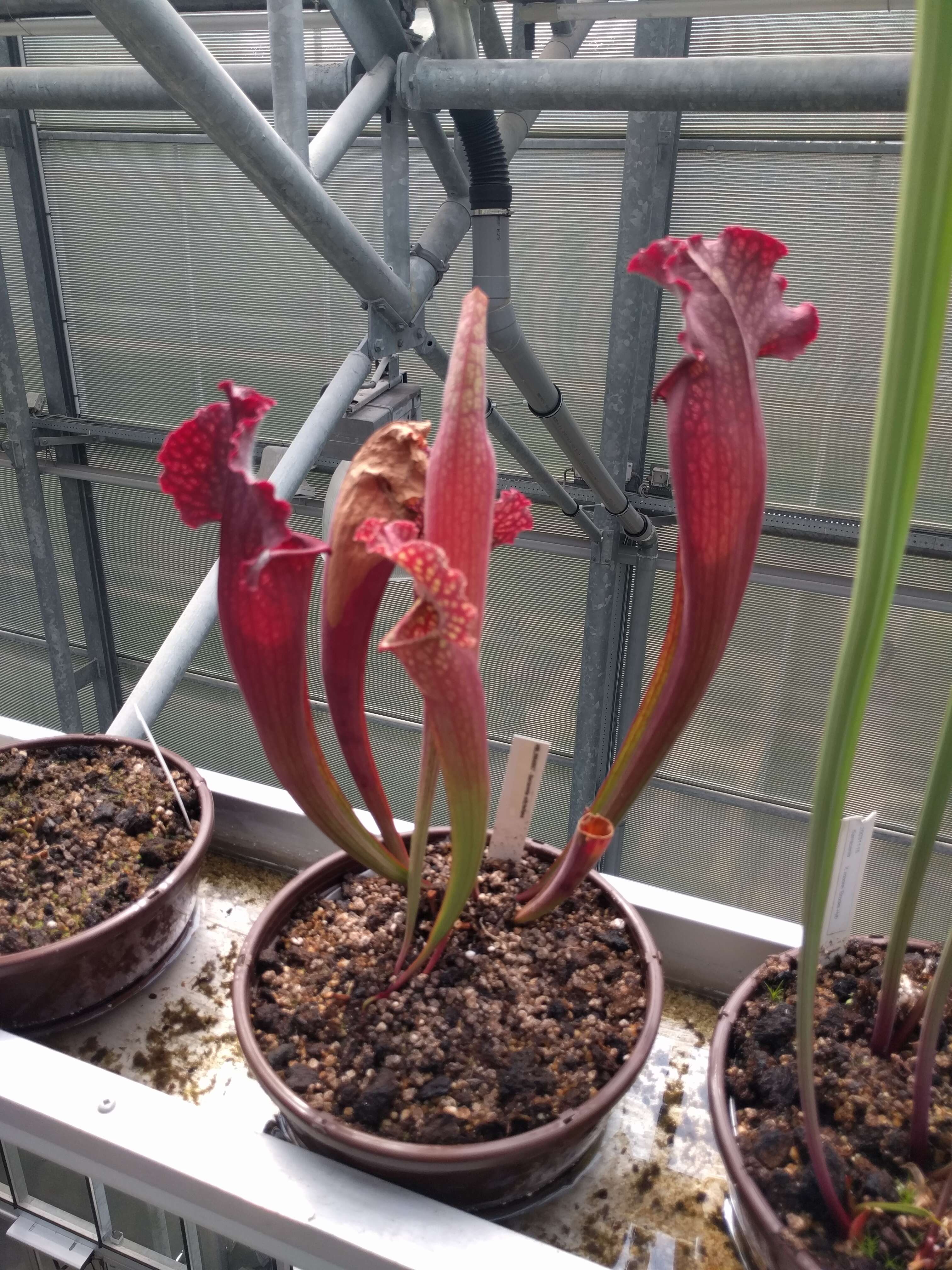 Image of Pitcher plant