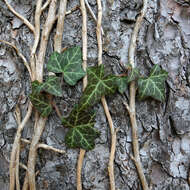 Image of English ivy